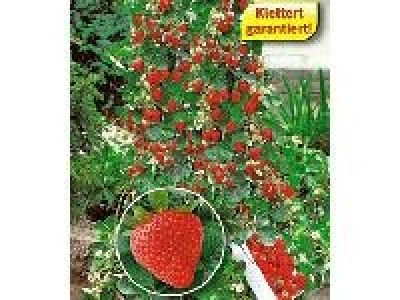 Kletter Erdbeere Hummi