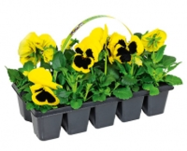 GARDENLINE®Beetpflanzen Frühlingsmix 1.49 €