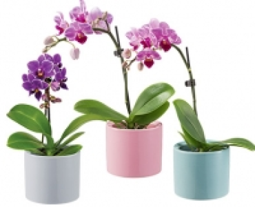 GARDENLINE®Mini-Orchidee im Topf 3.99 €