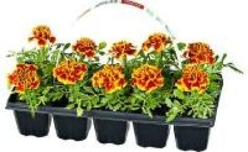 Beetpflanzen 1.79 €