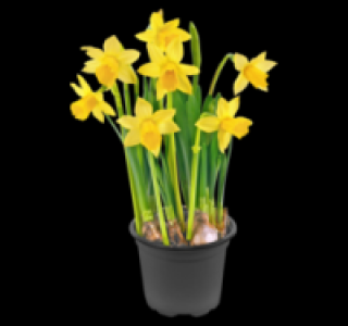 Narzissen 0.69&nbsp;&euro;