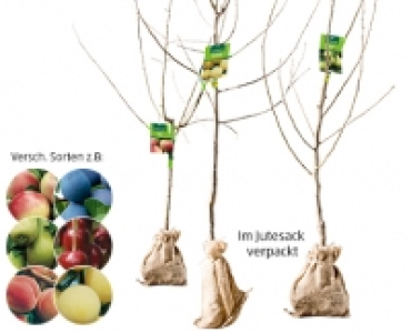 Aldi Süd  GARDENLINE®Obstbaum