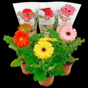 Gerbera 1 2.59&nbsp;&euro;