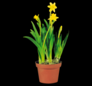 Narzisse 1.69&nbsp;&euro;