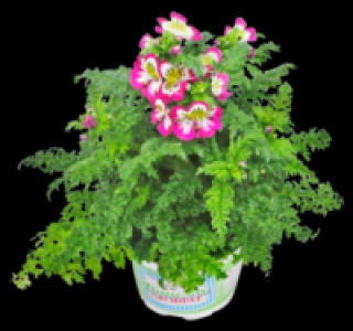 Bauernorchidee 2.99&nbsp;&euro;