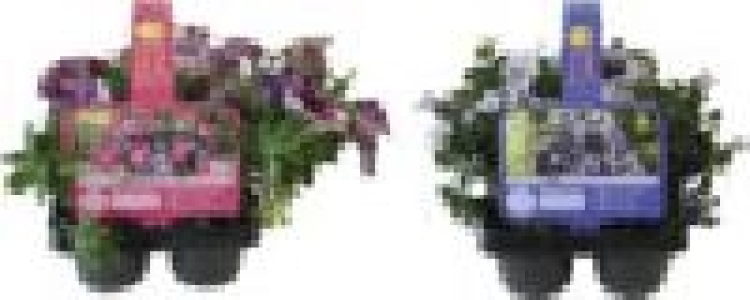 Beetpflanzen 7.99 €