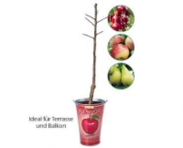 GARDENLINE®Obstbaum im Zinkeimer