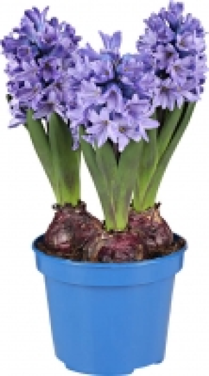 Beetpflanzen 1.99 €