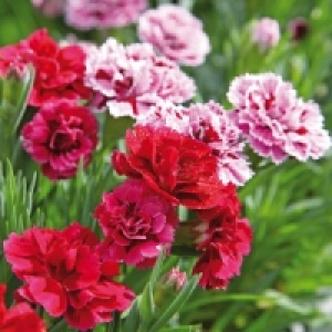 Kaisernelke 1.69 €