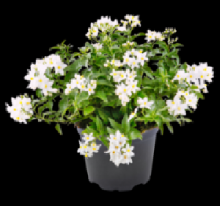 Sommerjasmin 2.29 €