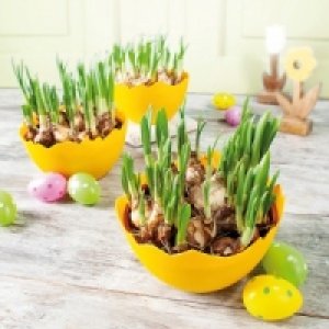 Narzissen 2.99&nbsp;&euro;