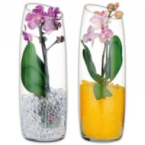 Mini-Phalaenopsis 6.99 €
