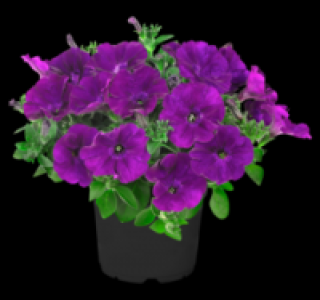 Petunie 1.49&nbsp;&euro;