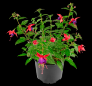 Fuchsie 1.11 €