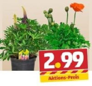 Stauden-Mix 2.99 €