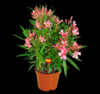 Oleander 6.99 €