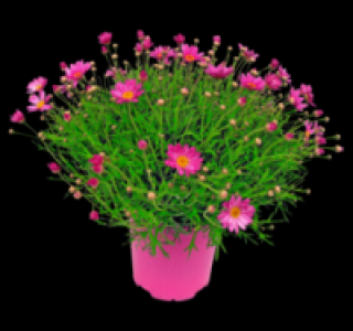 Margeritenbusch 5.99&nbsp;&euro;