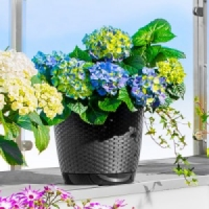 Blumentopf 6.99 €