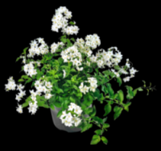 Sommerjasmin 1.99 €