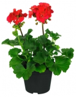 Balkonpflanzen 1.49&nbsp;&euro;