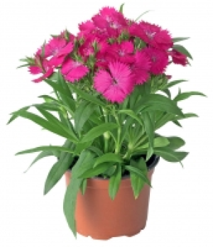 Stauden Mix 1.99 €