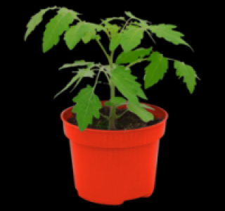 Verschiedene Gem&uuml;sepflanzen 1.49&nbsp;&euro;