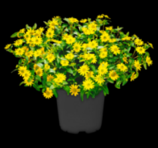 Husarenknopf 1.49&nbsp;&euro;