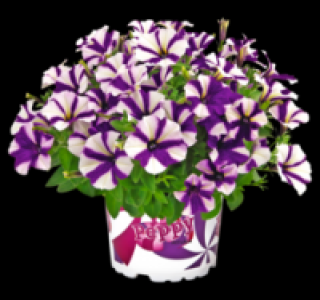 Petunie 1.79&nbsp;&euro;