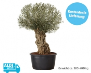 Olivenbaum&sup1; 699.00&nbsp;&euro;