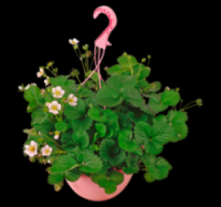 Erdbeerpflanze 0.99 €
