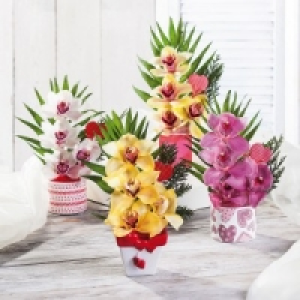 Orchideengesteck 4.99 €