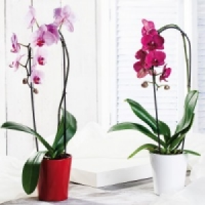 Phalaenopsis Cascade 9.99 €