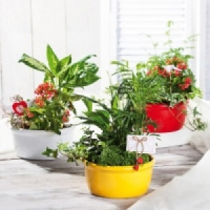 Bepflanzte Keramikschale 6.99 €