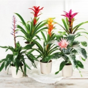 Bromelien-Besonderheit 6.99 €