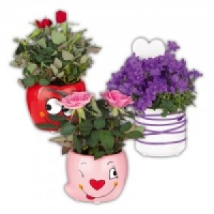 Mini-Campanula oder Mini-Rosen 2.99 €