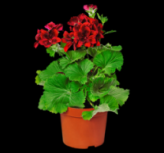 Englische Geranien 1.99 €