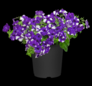 Petunie 1.99&nbsp;&euro;