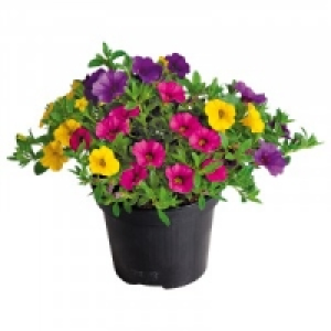 Petunien 1.79&nbsp;&euro;