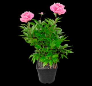 Pfingstrose 6.99 €