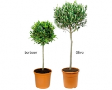GARDENLINE&reg;Toskana-St&auml;mmchen 14.99&nbsp;&euro;