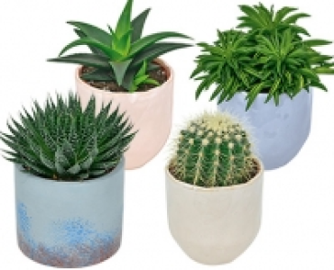 GARDENLINE® Pflanze im Keramiktopf Skandinavien