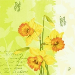 Duni Klassik Servietten 5.79 €