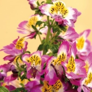 Bauernorchidee 2.49&nbsp;&euro;