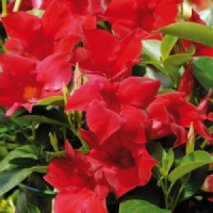 Dipladenia 6.99 €