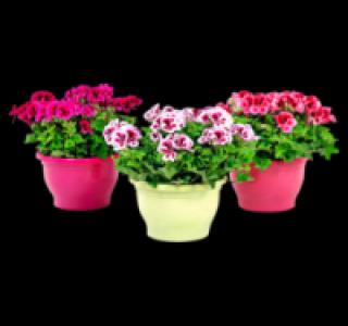 Englische Geranien 4.99 €