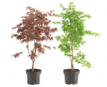 GARDENLINE&reg;Ahorn-Strauch 12.99&nbsp;&euro;