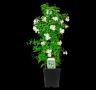 Sommerjasmin Pyramide 9.99 €