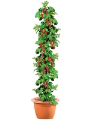 Säulenobst »Himbeere« 9.99 €