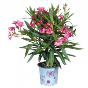 Oleander 3.99 €