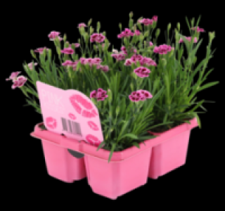 Nelken 4.99 €